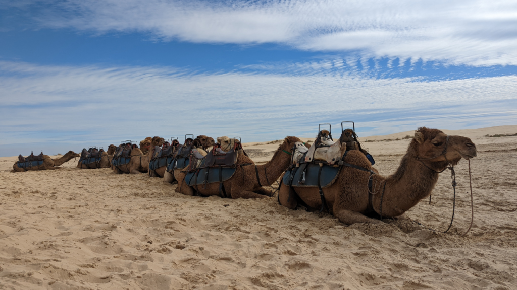 Camel Riding at Anna Bay